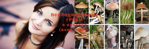стафф Шадринск
